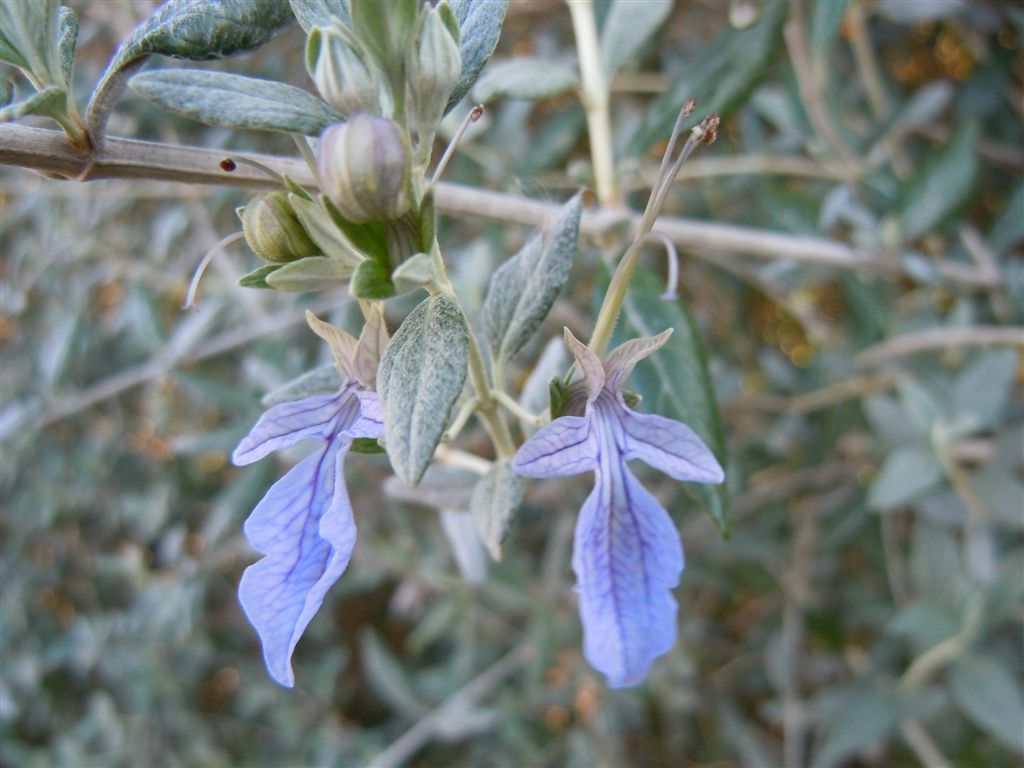 Lago D''Averno - Teucrium fruticans